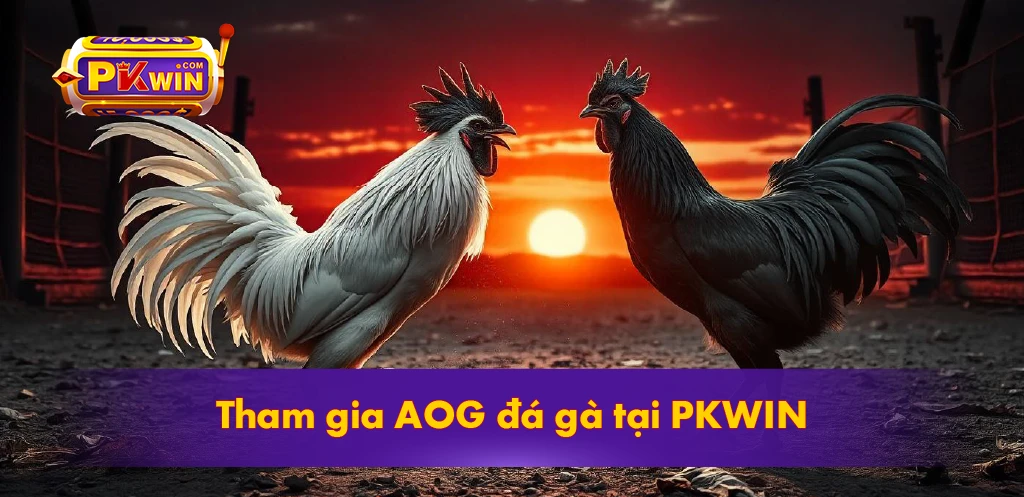 tham gia AOG đá gà tại PKWIN