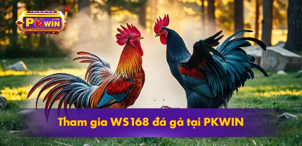 tham gia WS168 đá gà tại PKWIN